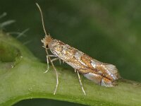 Phyllonorycter muelleriella