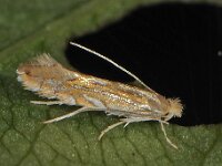 Phyllonorycter quercifoliella