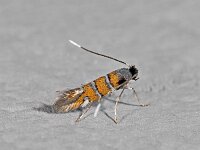 Phyllonorycter schreberella