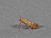 Phyllonorycter spinicolella