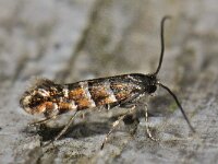 Phyllonorycter stettinensis