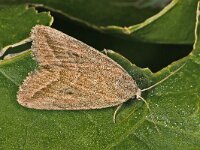 Phyllophila obliterata