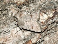 Platyperigea kadenii