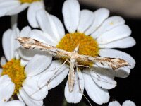 Platyphilia calodactyla