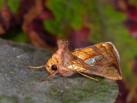 Plusia festucae 3, Goudvenstertje, Saxifraga-Luc Hoogenstein