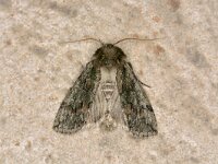 Polyploca ridens 3, Saxifraga-Peter Gergely