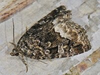 Protodeltote pygarga 2, Donkere marmeruil, Saxifraga-Ab H Baas