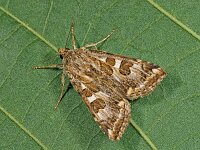 Protoschinia scutosa