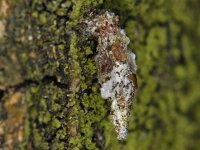 Proutia betulina 5, Sierlijke zakdrager, larva, Saxifraga-Ab H Baas