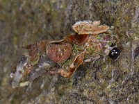 Proutia betulina 01 #05867 : Proutia betulina