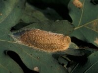 Pseudoips prasinana, Green Silver-lines