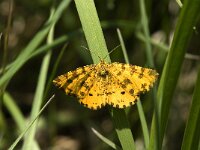 Pseudopanthera macularia 3, Boterbloempje, Saxifraga-Jan van der Straaten