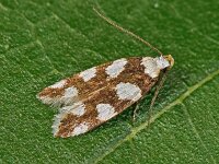 Pseudotelphusa tessella