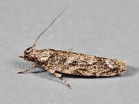 Psoricoptera gibbosella