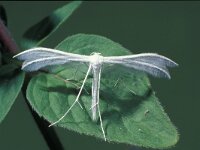 Pterophorus pentadactyla, White Plume