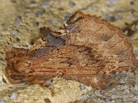 Ptilodon capucina #13601 : Ptilodon capucina, Kroonvogeltje