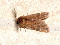 Ptilophora plumigera