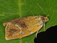 Ptycholoma lecheana 3, Koraalbladroller, Saxifraga-Ab H Baas