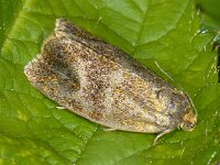 Ptycholoma lecheana #07584 : Ptycholoma lecheana