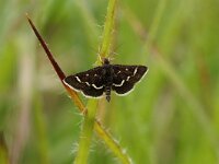 Pyrausta nigrata