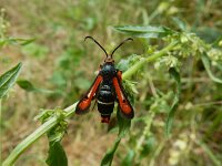 Pyropteron chrysidiformis