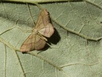 Rhodostrophia vibicaria, Common Pink-barred