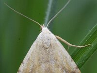 Rivula sericealis 3, Stro-uiltje, Saxifraga-Rutger Barendse