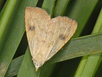 Rivula sericealis 4, Stro-uiltje, Saxifraga-Ab H Baas