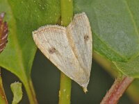 Rivula sericealis 5, Stro-uiltje, Saxifraga-Ab H Baas