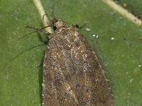 Rusina ferruginea, Brown Rustic