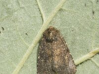 Rusina ferruginea 2, Randvlekuil, male, Saxifraga-Marijke Verhagen