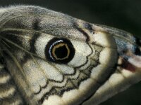 Saturnia pavonia 4, Nachtpauwoog, Vlinderstichting-Nely Honig