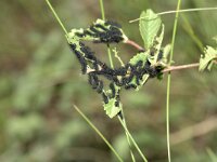 Saturnia pavoniella 2, Saxifraga-Peter Gergely