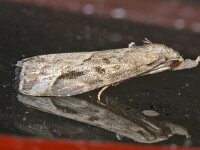 Schrankia costaestrigalis, Pinion-streaked Snout