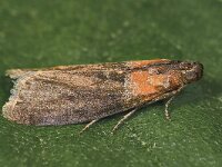 Sciota fumella