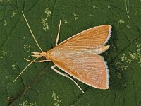 Sclerocona acutellus