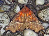 218_35A, Scoliopteryx libat : Scoliopteryx libatrix, The Herald, Roesje