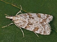 Scoparia pyralella 2, Saxifraga-Zoran-Bozovic
