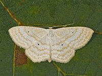 Scopula immutata