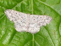 Scopula marginepunctata