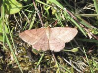 Scopula rubiginata