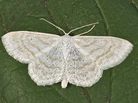 Scopula subpunctaria