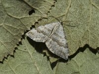 Scotopteryx bipunctaria 3, Klaverbandspanner, Saxifraga-Marijke Verhagen