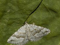 Scotopteryx bipunctaria 4, Klaverbandspanner, Saxifraga-Marijke Verhagen