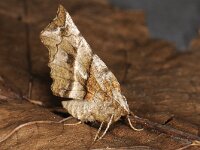 Selenia dentaria, Early Thorn
