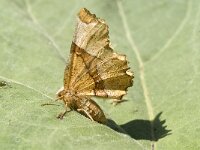 Selenia lunularia, Lunar Thorn