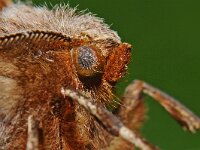 Selenia tetralunaria