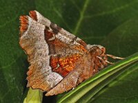 Selenia tetralunaria 5, Saxifraga-Ab H Baas