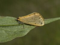 Setina irrorella 2, Tijgerbeertje, Saxifraga-Marijke Verhagen