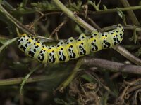 Shargacucullia verbasci, Mullein